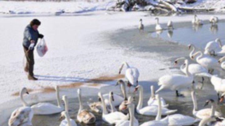 На Буковине из замерзшего пруда спасают почти 180 лебедей