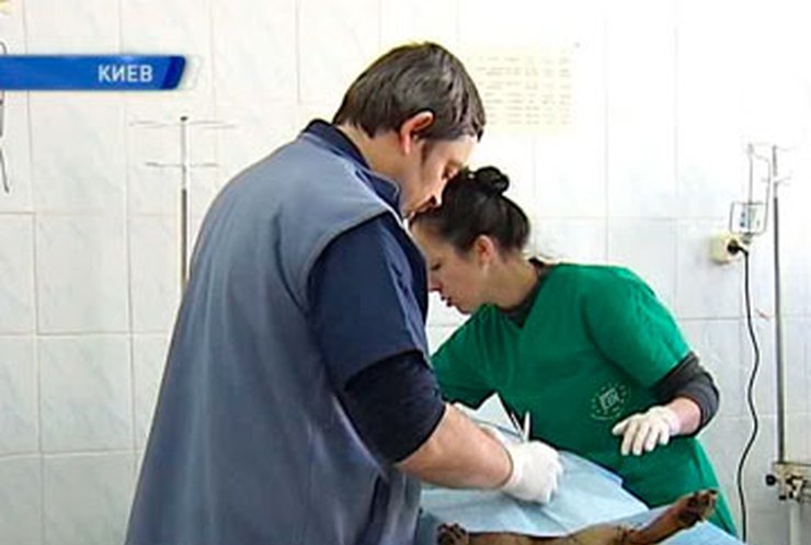 В Киеве европейские ветеринары бесплатно стерилизуют бездомных животных