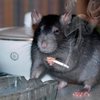 Швейцарские врачи научились лечить мышей-наркоманов