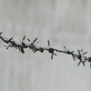 В донецкой колонии побили заключенных. Несколько человек вскрыли вены