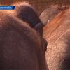 Берлинский зоопарк перешел на зимний режим