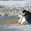 На Буковине спасают лебедей, оказавшихся в ледяной ловушке