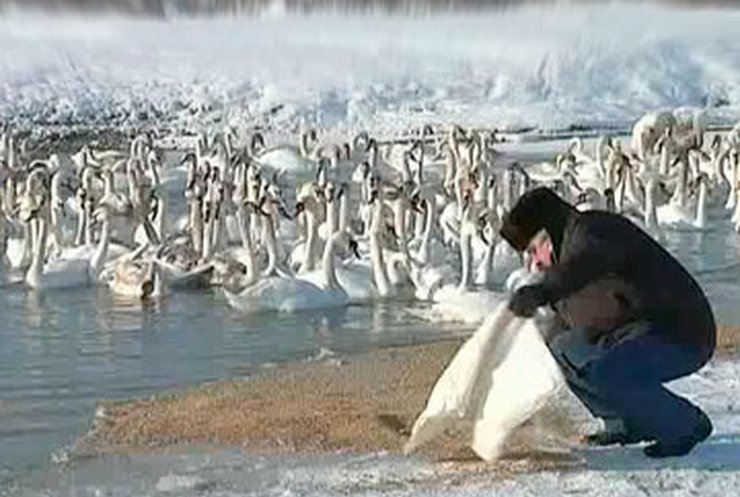 На Буковине спасают лебедей, оказавшихся в ледяной ловушке