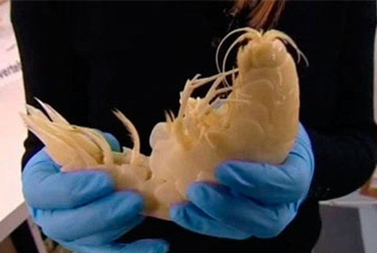 Ученые обнаружили в Новой Зеландии гигантскую креветку