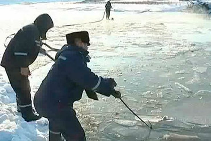 На украинских водоемах люди спасают лебедей