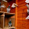 Почтового голубя продали с молотка за треть миллиона долларов