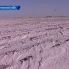 Эксперт: Из-за сильных морозов половина урожая озимых погибла
