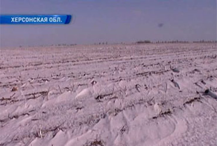 Эксперт: Из-за сильных морозов половина урожая озимых погибла