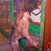 В зоопарке Караганды обезьян поят глинтвейном