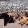 На стерилизацию бездомных собак в Украине дает деньги благотворительная организация
