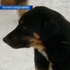 В Боснии спасают от голода и холода бездомных собак