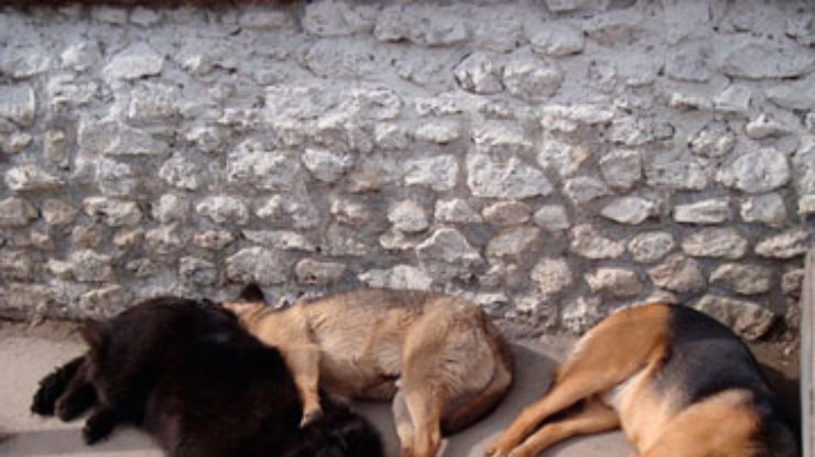 На стерилизацию бездомных собак в Украине дает деньги благотворительная организация