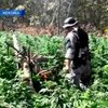 В Мексике найдены 5 гектаров марихуаны
