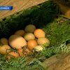 Колумбийская курица снесла гигантское яйцо