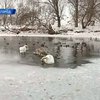 В Ужгороде поселилась пара лебедей