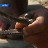 В Непале маленьким крокодильчикам чистят зубы