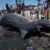 Пакистанские рыбаки выловили труп 12-метровой акулы