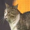 СМИ установили "личность"  кота, выбежавшего на футбольное поле