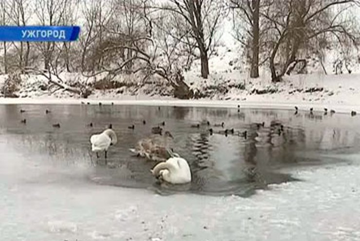 В Ужгороде поселилась пара лебедей