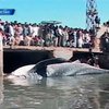 Пакистанские рыбаки поймали гигантскую китовую акулу