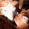 В Китае поженят барана с оленихой
