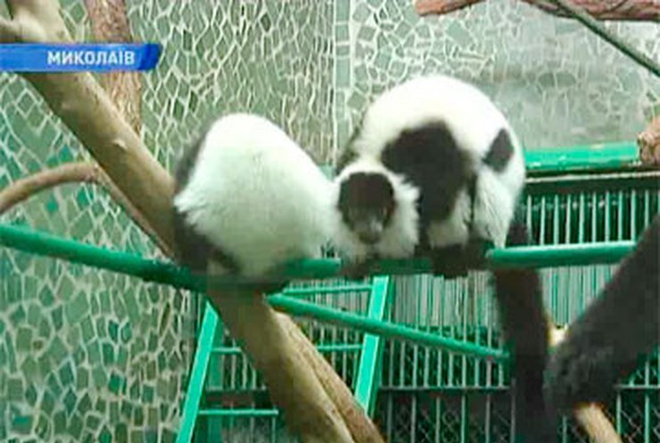 Николаевский зоопарк всеми силами пытается спасти животных от морозов