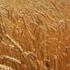 Оснований для ограничения экспорта пшеницы нет - эксперт