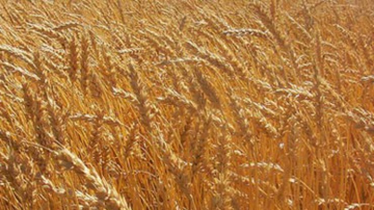 Оснований для ограничения экспорта пшеницы нет - эксперт