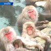 Туристы едут в Японию, чтобы посмотреть на обезьян-любителей термальных ванн