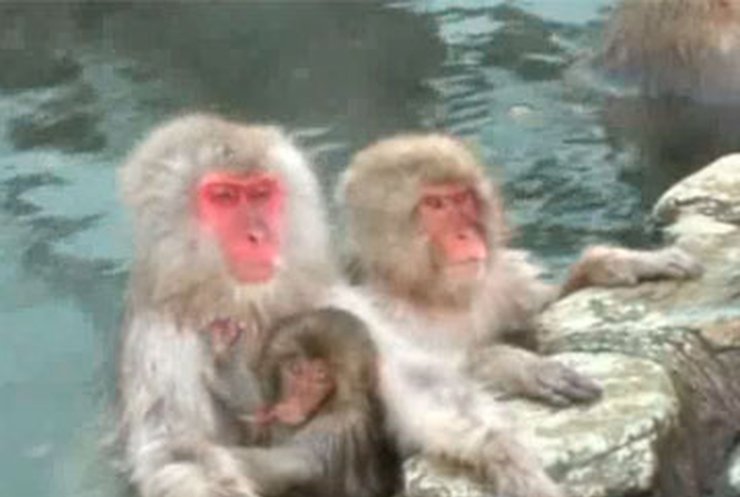 Японские обезьяны спасаются от холода в термальных ваннах