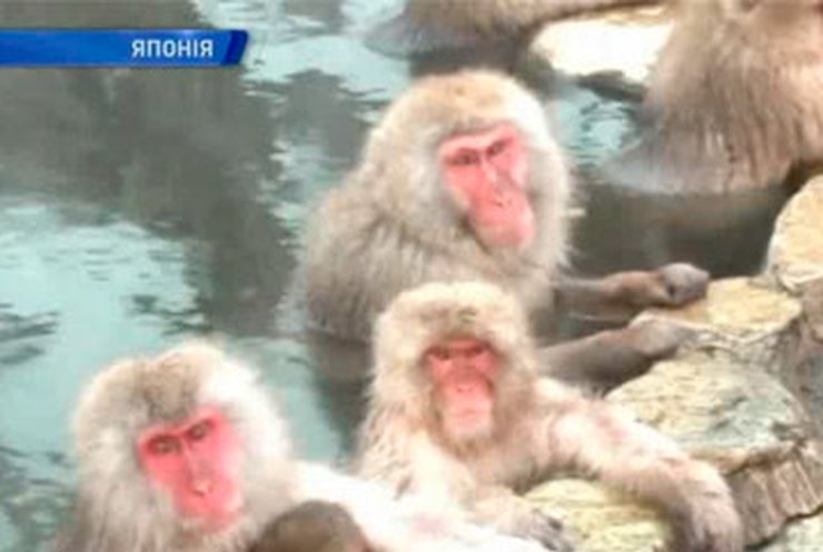 Туристы едут в Японию, чтобы посмотреть на обезьян-любителей термальных ванн