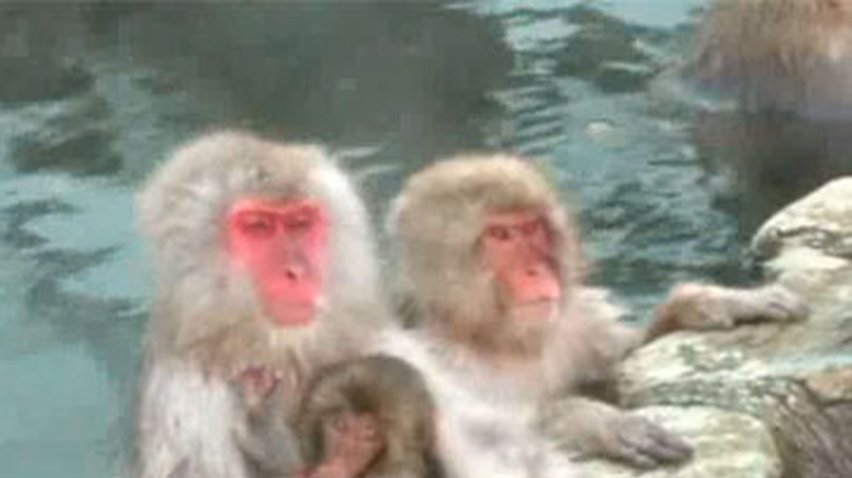 Японские обезьяны спасаются от холода в термальных ваннах