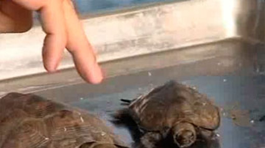 В аэропорту Шанхая задержана партия контрабандных черепах