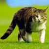Британский кот, выбежавший на футбольное поле, нашел временное жилье