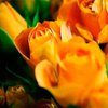 В День всех влюбленных Нидерланды охватила цветочная лихорадка