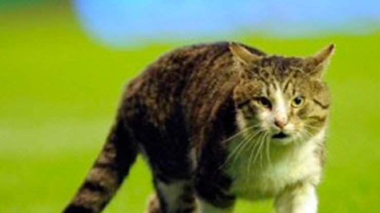 Британский кот, выбежавший на футбольное поле, нашел временное жилье