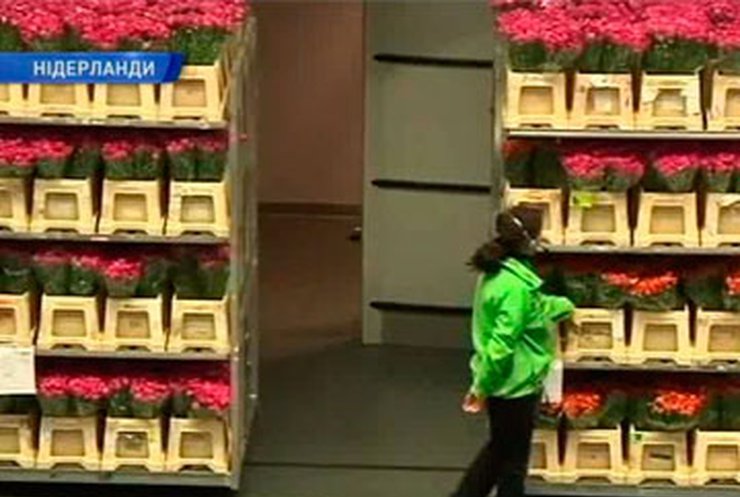 В Нидерландах началась цветочная лихорадка