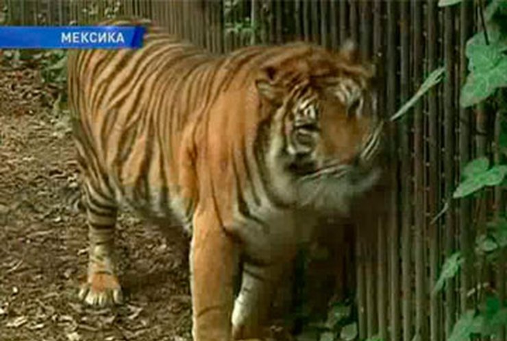 В Мексике открыли зоопарк для конфискованных животных