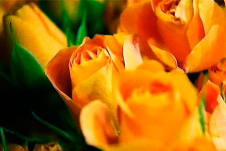 В День всех влюбленных Нидерланды охватила цветочная лихорадка