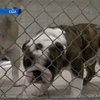 В США требуют запрета на разведение английских бульдогов