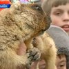 Украинские сурки предсказали скорую весну