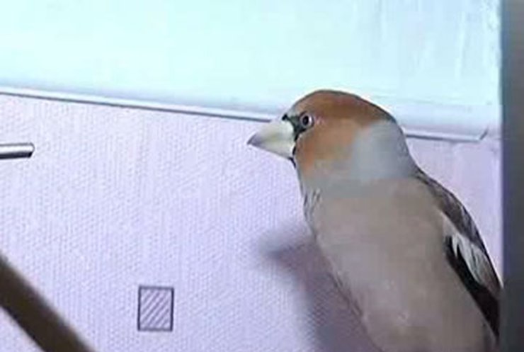 Кировоградская учительница приютила дома лесную птицу