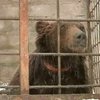 В Луганске на территории клуба собаководства мучили медведя