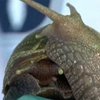Во Флориде наблюдается нашествие гигантских улиток