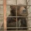 В Луганской области начали лечение медведя Потапа