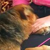 На Прикарпатье пес спас девочку от смерти на морозе