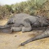 В Камеруне браконьеры ставят рекорды уничтожения слонов