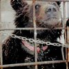 Минэкологии занялось проверкой сообщений о жестоком обращении с медведем в Луганске