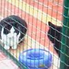 В Германии кошки преступницы "задолжали" за проживание в приюте