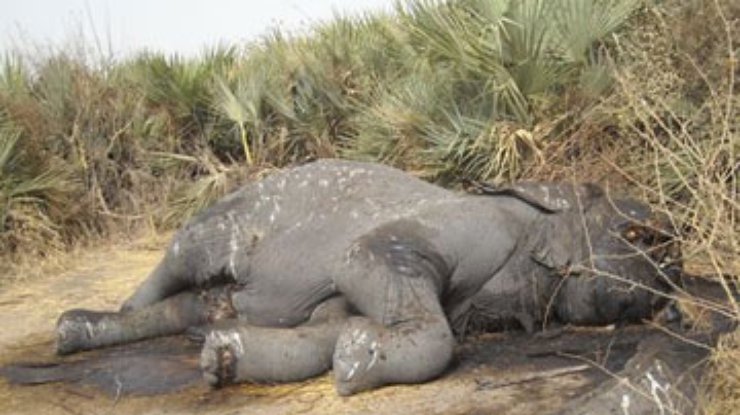 В Камеруне браконьеры ставят рекорды уничтожения слонов